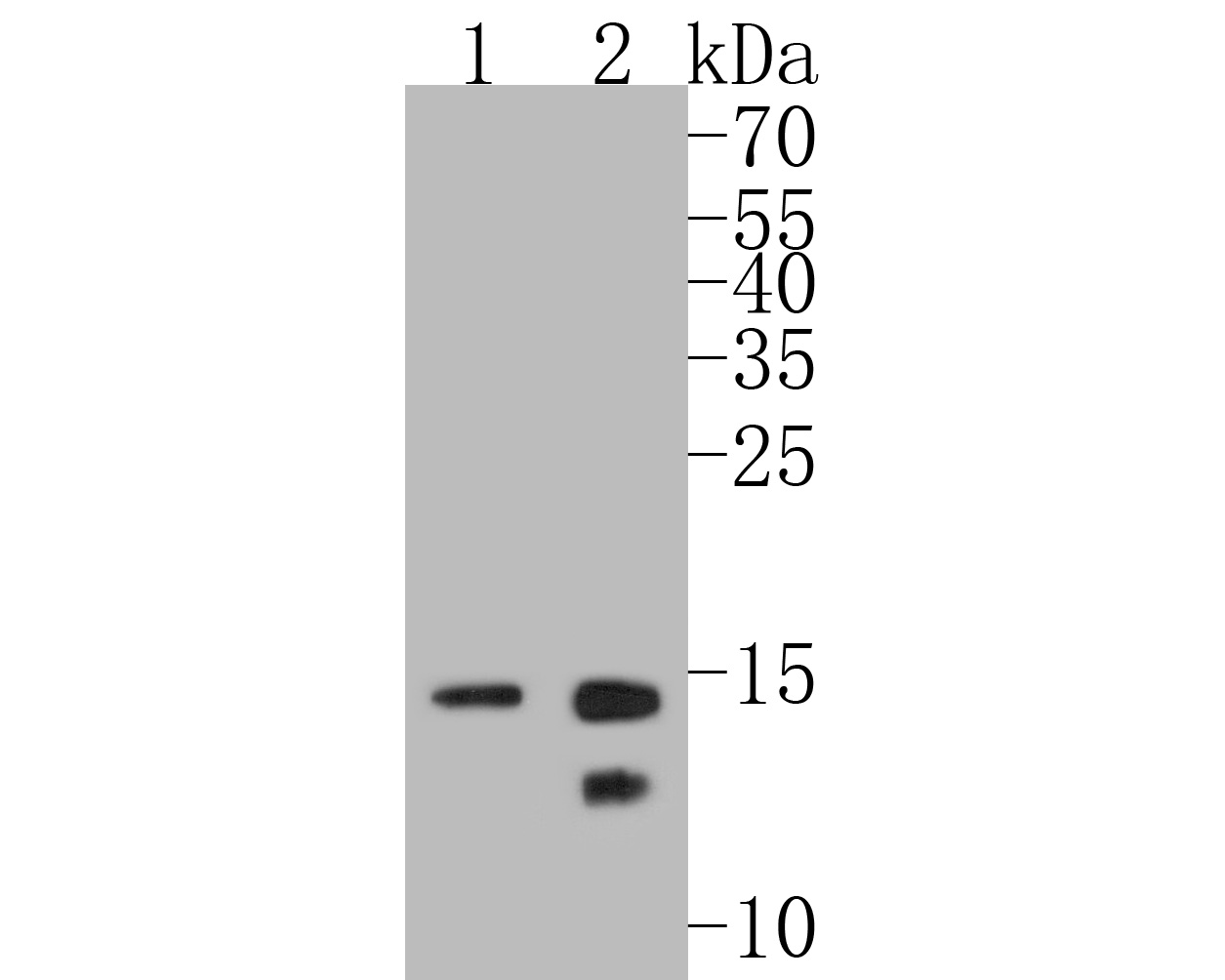 Fig1:; Western blot analysis of Histone H2B on different lysates. Proteins were transferred to a PVDF membrane and blocked with 5% BSA in PBS for 1 hour at room temperature. The primary antibody ( 1/500) was used in 5% BSA at room temperature for 2 hours. Goat Anti-Rabbit IgG - HRP Secondary Antibody (HA1001) at 1:5,000 dilution was used for 1 hour at room temperature.; Positive control:; Lane 1: Hela cell lysate; Lane 2: PC-12 cell lysate