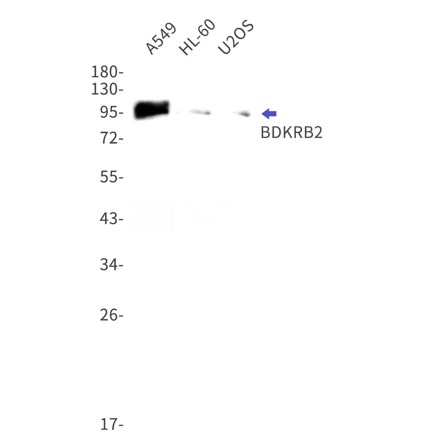 Western blot detection of BDKRB2 in A549,HL-60,U2OS cell lysates using BDKRB2 Rabbit mAb(1:1000 diluted).Predicted band size:45kDa.Observed band size:80-100kDa.