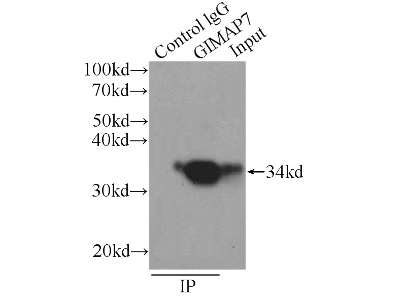 IP Result of anti-GIMAP7 (IP:Catalog No:110975, 4ug; Detection:Catalog No:110975 1:800) with Jurkat cells lysate 1080ug.