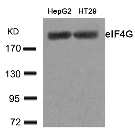 Western blot analysis of extracts from HepG2 and HT29 cells using eIF4G (Ab-1232) rabbit pAb (dilution 1:1000).Predicted band size:220KDa.Observed band size:220KDa.