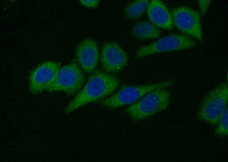 Immunofluorescent analysis of HeLa cells using Catalog No:107947(AKT1 Antibody) at dilution of 1:25 and Alexa Fluor 488-congugated AffiniPure Goat Anti-Rabbit IgG(H+L)