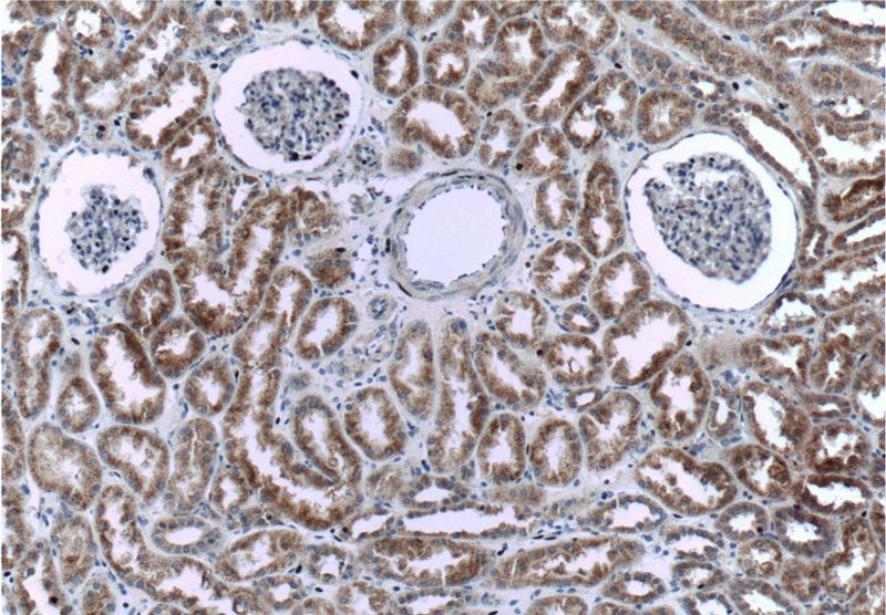 Immunohistochemistry of paraffin-embedded human kidney tissue slide using Catalog No:114300(PSEN2-Specific Antibody) at dilution of 1:200 (under 10x lens)