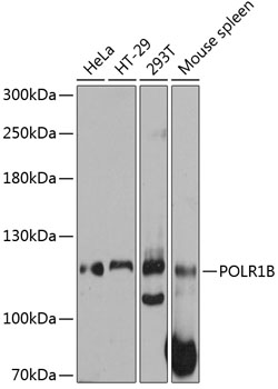 Western blot - POLR1B Polyclonal Antibody 
