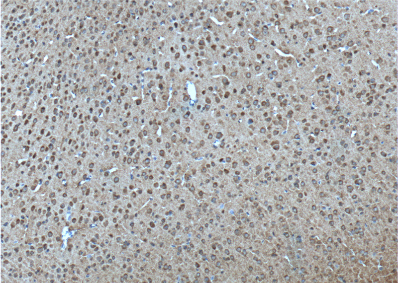 Immunohistochemistry of paraffin-embedded mouse brain tissue slide using Catalog No:107890(ADRA1B-Specific Antibody) at dilution of 1:100 (under 10x lens). heat mediated antigen retrieved with Tris-EDTA buffer(pH9).