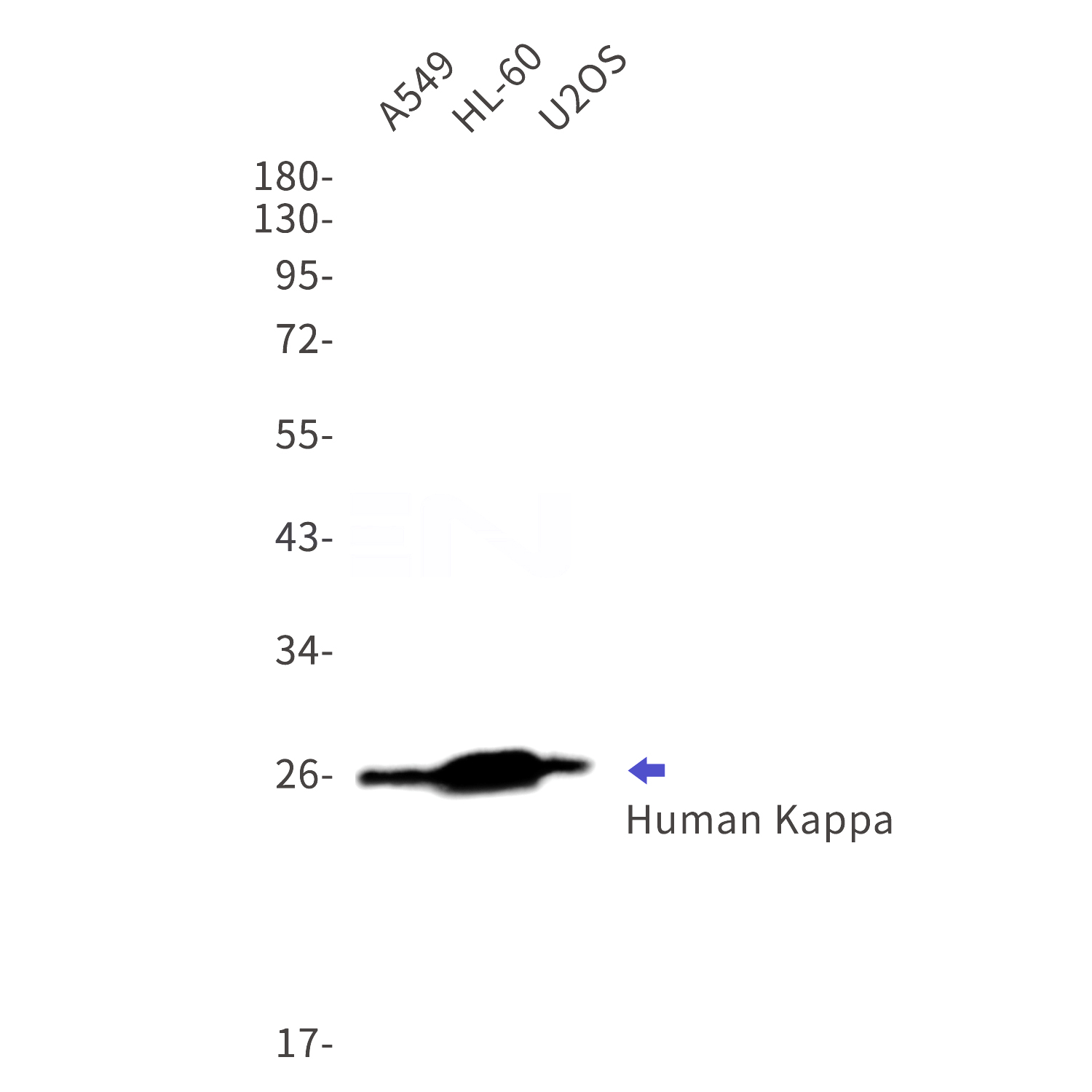 Western blot detection of Human Kappa in A549,HL-60,U2OS cell lysates using Human Kappa Rabbit mAb(1:1000 diluted).Observed band size:26kDa.