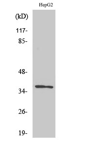 Fig1:; Western Blot analysis of various cells using Olfactory receptor 10G7 Polyclonal Antibody