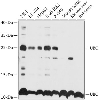 Western blot - UBC Polyclonal Antibody 