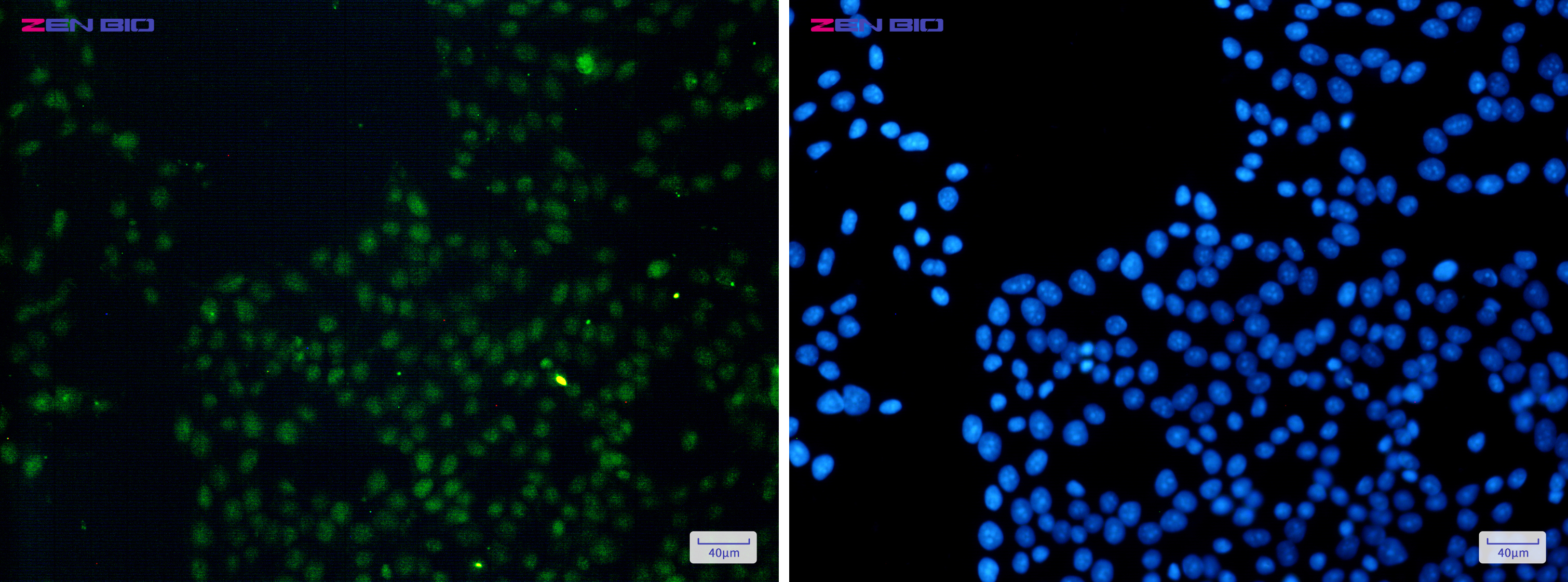 Immunocytochemistry of FAM98B(green) in Hela cells using FAM98B Rabbit pAb at dilution 1/50, and DAPI(blue)