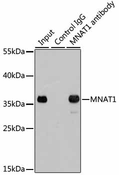 Immunoprecipitation - MNAT1 Polyclonal Antibody 