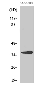 Fig1:; Western Blot analysis of various cells using Olfactory receptor 10G6 Polyclonal Antibody