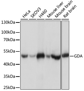 Western blot - GDA Polyclonal Antibody 