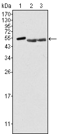 Western blot analysis using PTK6 mouse mAb against Hela (1), A549 (2) and MCF-7 (3) cell lysate.
