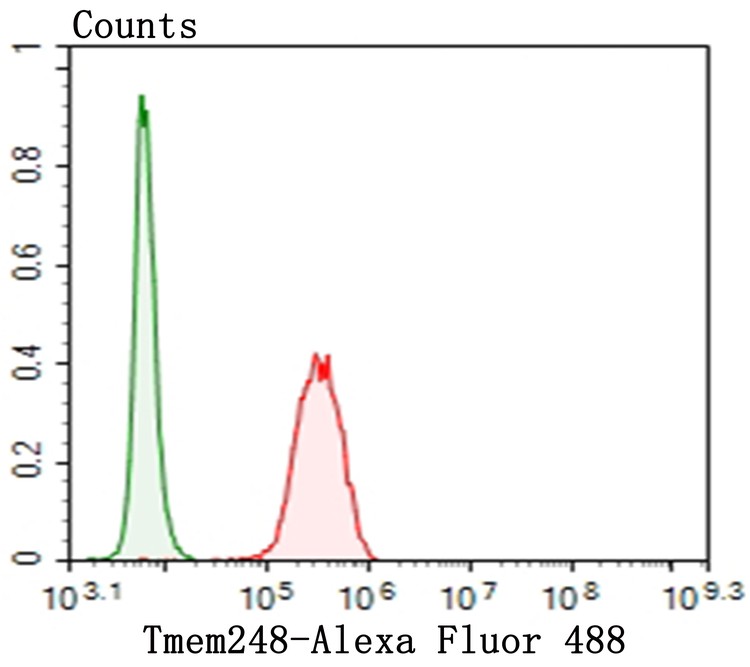 Fig5: Flow cytometric analysis of SH-SY-5Y cells with Tmem248 antibody at 1/100 dilution (red) compared with an unlabelled control (cells without incubation with primary antibody; green). Alexa Fluor 488-conjugated goat anti-rabbit IgG was used as the secondary antibody.