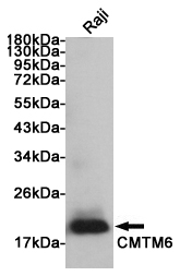 Western blot analysis of extract from Raji cells using CMTM6 Rabbit pAb at 1:1000 dilution. Predicted band size: 20kDa. Observed band size: 20kDa.