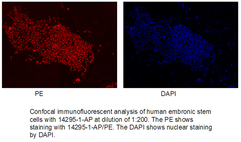 Confocal immunofluorescent analysis of human embronic stem cells with Catalog No:113020 at dilution of 1:200. The PE shows staining with Catalog No:113020/PE. The DAPI shows nuclear staining by DAPI.