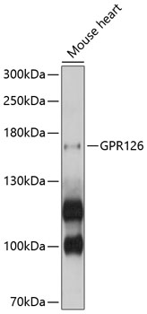 Western blot - GPR126 Polyclonal Antibody 