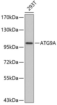Western blot - ATG9A Polyclonal Antibody 