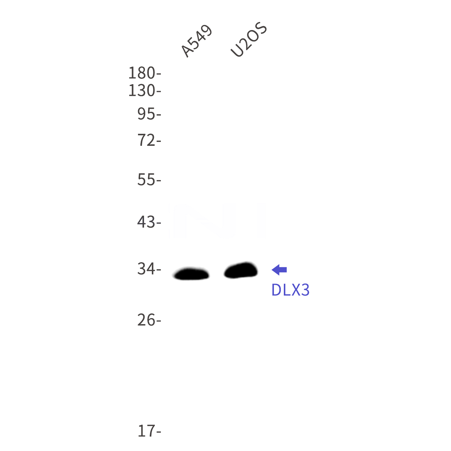 Western blot detection of DLX3 in A549,U2OS cell lysates using DLX3 Rabbit mAb(1:1000 diluted).Predicted band size:32kDa.Observed band size:32kDa.