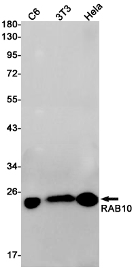Western blot detection of RAB10 in C6,3T3,Hela cell lysates using RAB10 Rabbit pAb(1:1000 diluted).Predicted band size:23kDa.Observed band size:23kDa.