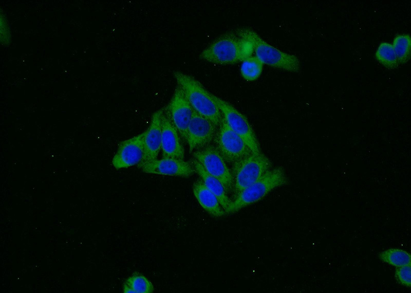 Immunofluorescent analysis of HeLa cells using Catalog No:111566(SERPINH1 Antibody) at dilution of 1:25 and Alexa Fluor 488-congugated AffiniPure Goat Anti-Rabbit IgG(H+L)