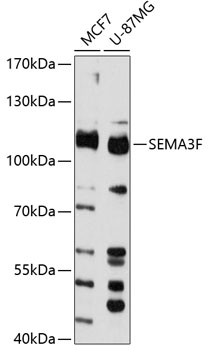 Western blot - SEMA3F Polyclonal Antibody 