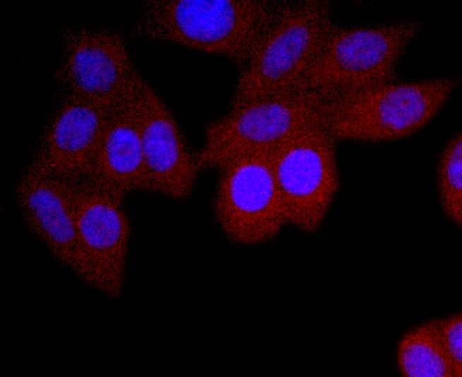 Fig2:; ICC staining of IgA in HepG2 cells (red). Formalin fixed cells were permeabilized with 0.1% Triton X-100 in TBS for 10 minutes at room temperature and blocked with 1% Blocker BSA for 15 minutes at room temperature. Cells were probed with the primary antibody ( 1/50) for 1 hour at room temperature, washed with PBS. Alexa Fluor®594 Goat anti-Rabbit IgG was used as the secondary antibody at 1/1,000 dilution. The nuclear counter stain is DAPI (blue).