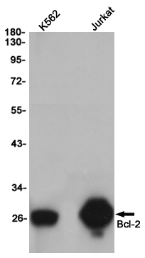 Western blot detection of Bcl-2 in K562,Jurkat cell lysates using Bcl-2 (3H5) Mouse mAb(1:1000 diluted).Predicted band size:26KDa.Observed band size:26KDa.
