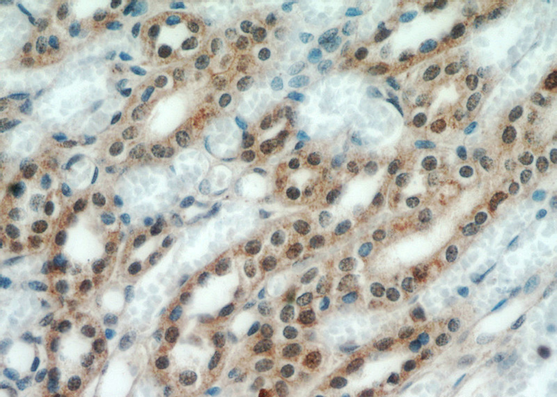 Immunohistochemical of paraffin-embedded human kidney using Catalog No:116541(UBE3A antibody) at dilution of 1:50 (under 40x lens)