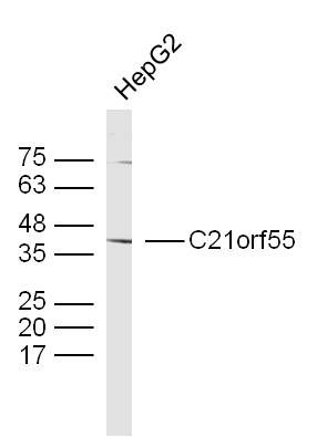 Fig2: Sample: HepG2 Cell (Human) Lysate at 40 ug; Primary: Anti-C21orf55 at 1/300 dilution; Secondary: IRDye800CW Goat Anti-Rabbit IgG at 1/20000 dilution; Predicted band size: 46 kD; Observed band size: 43 kD
