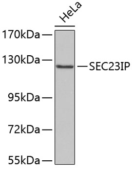 Western blot - SEC23IP Polyclonal Antibody 