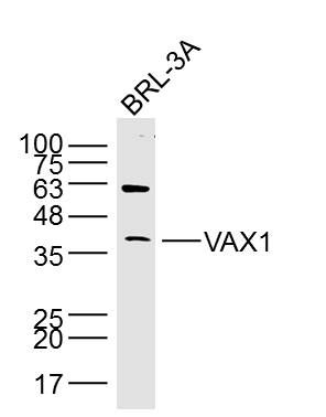 Fig2: Sample: BRL-3A Cell (Rat) Lysate at 40 ug; Primary: Anti- VAX1 at 1/300 dilution; Secondary: IRDye800CW Goat Anti-Rabbit IgG at 1/20000 dilution; Predicted band size: 35 kD; Observed band size: 37 kD