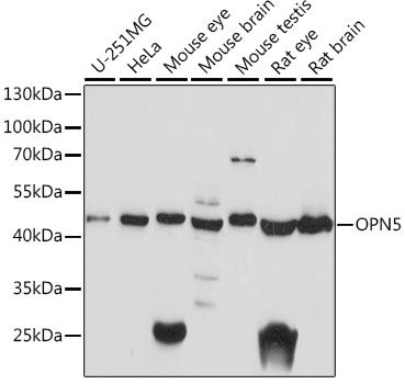 Western blot - OPN5 Polyclonal Antibody 