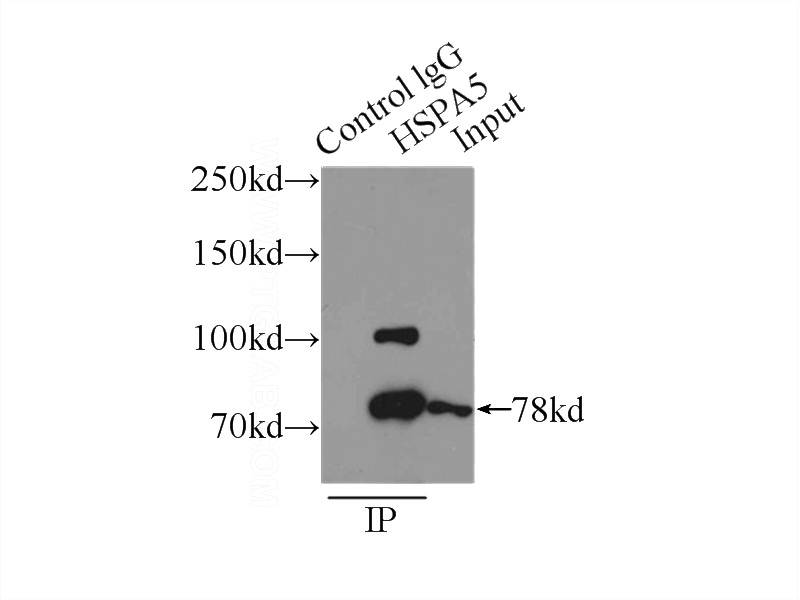 IP Result of anti-GRP78,BIP (IP:Catalog No:111221, 3ug; Detection:Catalog No:111221 1:1000) with MCF-7 cells lysate 3250ug.