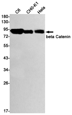 Western blot detection of beta Catenin in C6,CHO-K1,Hela cell lysates using beta Catenin Rabbit mAb(1:1000 diluted).Predicted band size:86kDa.Observed band size:86kDa.