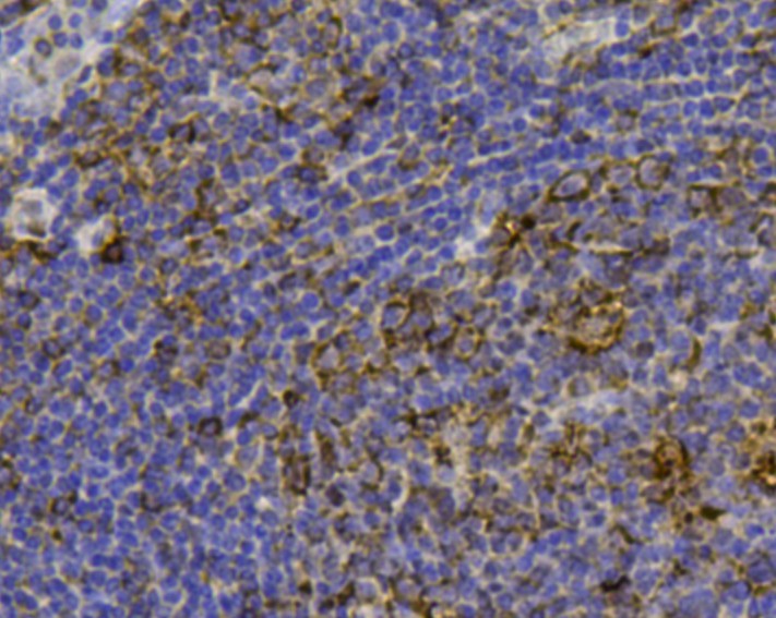 Fig3: Immunohistochemical analysis of paraffin-embedded human tonsil tissue using anti-FPR1 antibody. Counter stained with hematoxylin.