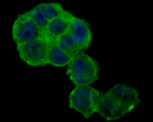 Fig3:; ICC staining of NHE-1 in 293T cells (green). Formalin fixed cells were permeabilized with 0.1% Triton X-100 in TBS for 10 minutes at room temperature and blocked with 1% Blocker BSA for 15 minutes at room temperature. Cells were probed with the primary antibody ( 1/100) for 1 hour at room temperature, washed with PBS. Alexa Fluor®488 Goat anti-Rabbit IgG was used as the secondary antibody at 1/100 dilution. The nuclear counter stain is DAPI (blue).