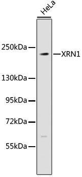 Western blot - XRN1 Polyclonal Antibody 