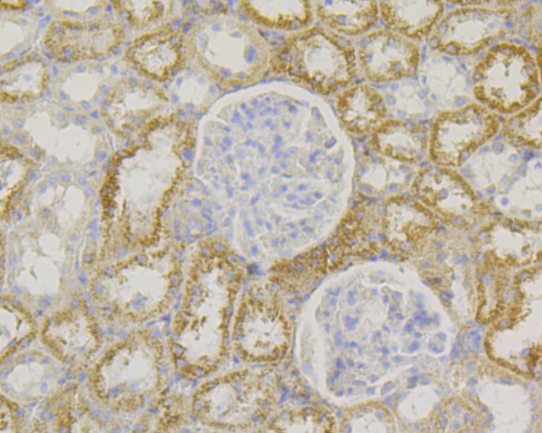 Fig4:; Immunohistochemical analysis of paraffin-embedded rat kidney tissue using anti-SLC8B1 antibody. The section was pre-treated using heat mediated antigen retrieval with Tris-EDTA buffer (pH 8.0-8.4) for 20 minutes.The tissues were blocked in 5% BSA for 30 minutes at room temperature, washed with ddH; 2; O and PBS, and then probed with the primary antibody ( 1/50) for 30 minutes at room temperature. The detection was performed using an HRP conjugated compact polymer system. DAB was used as the chromogen. Tissues were counterstained with hematoxylin and mounted with DPX.