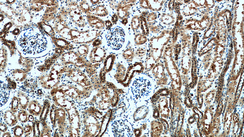 Immunohistochemical of paraffin-embedded human kidney using Catalog No:111978(KCNQ1DN antibody) at dilution of 1:50 (under 10x lens)