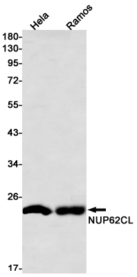 Western blot detection of NUP62CL in Hela,Ramos cell lysates using NUP62CL Rabbit mAb(1:1000 diluted).Predicted band size:21kDa.Observed band size:21kDa.