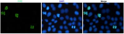 Immunofluorescent analysis of Hela cells labeled with Phospho-Histone H3(Ser10) (dilution 1:200) Rabbit pAb. DAPI was used to stain nucleus(blue).