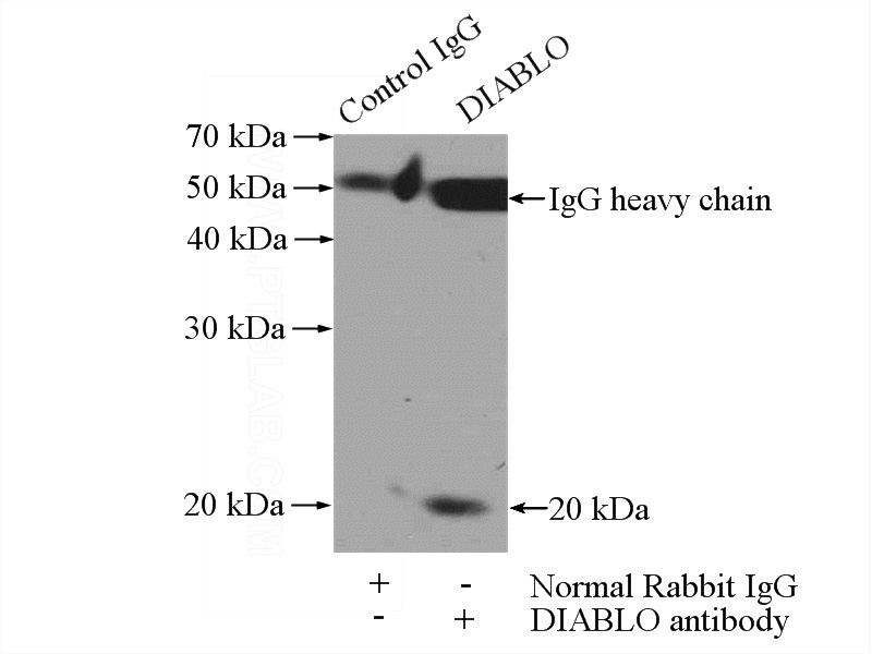 IP Result of anti-DIABLO (IP:Catalog No:109936, 4ug; Detection:Catalog No:109936 1:500) with HEK-293 cells lysate 2000ug.