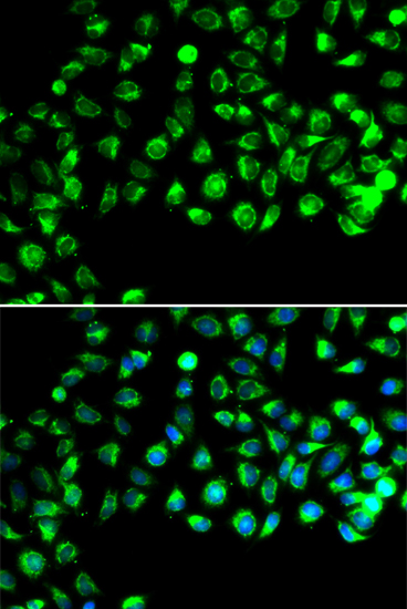 Immunofluorescence - C16orf80 Polyclonal Antibody 