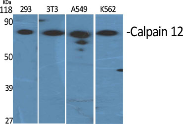 Fig1:; Western Blot analysis of various cells using Calpain 12 Polyclonal Antibody
