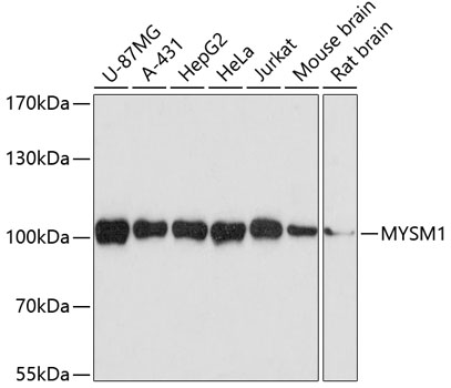 Western blot - MYSM1 Polyclonal Antibody 