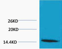 Fig1:; Western blot analysis of extracts from Hela cells, 1:2000.. Secondary antibody（catalog#: HA1001) was diluted at 1:20000