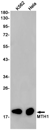 Western blot detection of MTH1 in K562,Hela cell lysates using MTH1 Rabbit pAb(1:1000 diluted).Predicted band size:23kDa.Observed band size:18kDa.