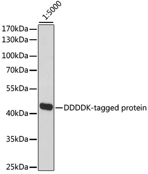 Western blot - HRP-conjugated Mouse anti DDDDK-Tag mAb 
