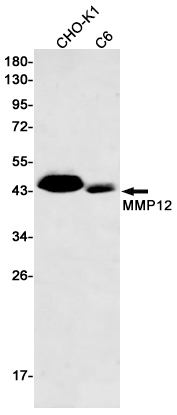 Western blot detection of MMP12 in CHO-K1,C6 cell lysates using MMP12 Rabbit pAb(1:500 diluted).Predicted band size:54kDa.Observed band size:54,45kDa.