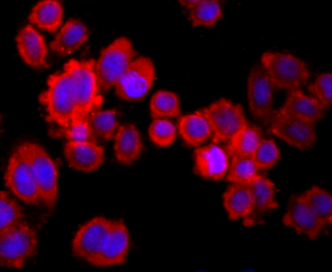 Fig4:; ICC staining of MUC2 in SW480 cells (red). Formalin fixed cells were permeabilized with 0.1% Triton X-100 in TBS for 10 minutes at room temperature and blocked with 10% negative goat serum for 15 minutes at room temperature. Cells were probed with the primary antibody ( 1/50) for 1 hour at room temperature, washed with PBS. Alexa Fluor®594 conjugate-Goat anti-Rabbit IgG was used as the secondary antibody at 1/1,000 dilution. The nuclear counter stain is DAPI (blue).